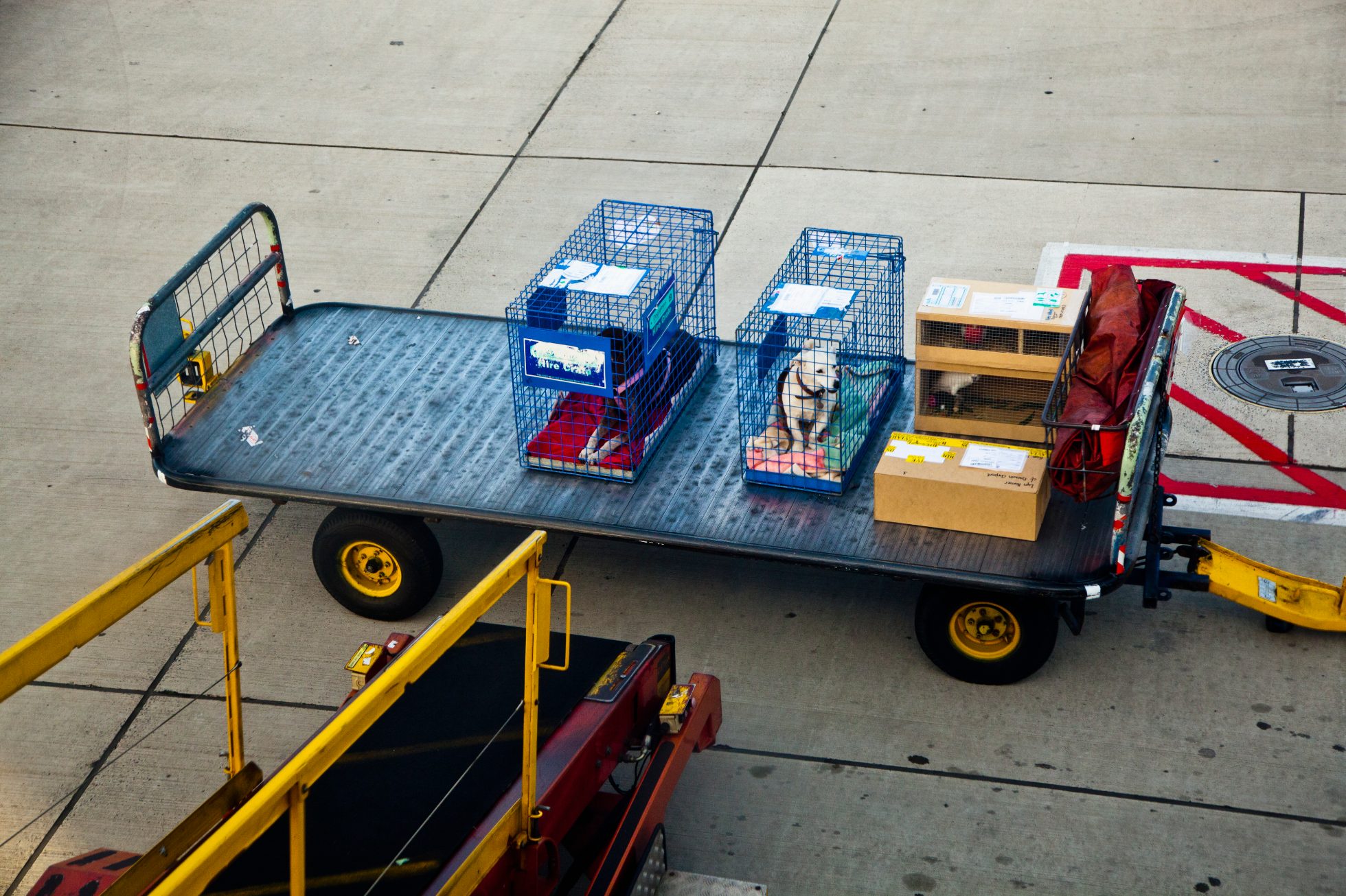 Two dogs in crates alongside other luggage on a trailer at the airport